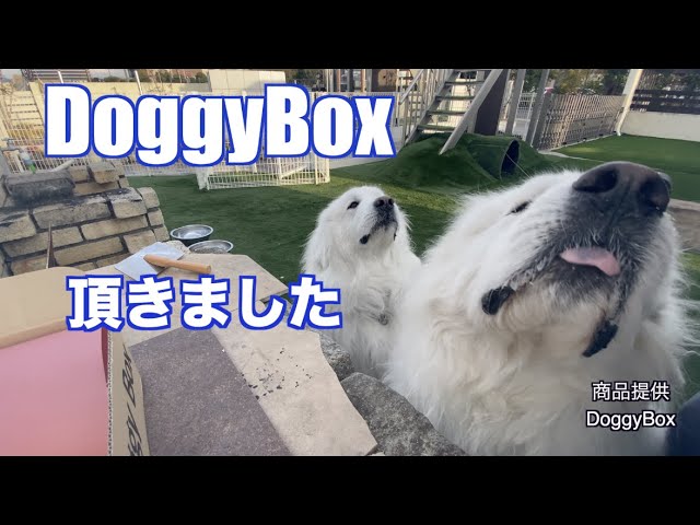 Doggy Box様よりいただきました。グレートピレニーズ