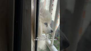 ¿Querer más a un perro que a un humano cuenta como madurar?