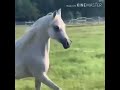 لما نظرت احترت في قسماتهاا الله على جمال الخيول