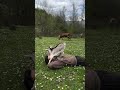 Sevimli bebek keçisi zıplıyor, oynuyor ve beni durmadan öpüyor! Kalp patlaması geliyor
