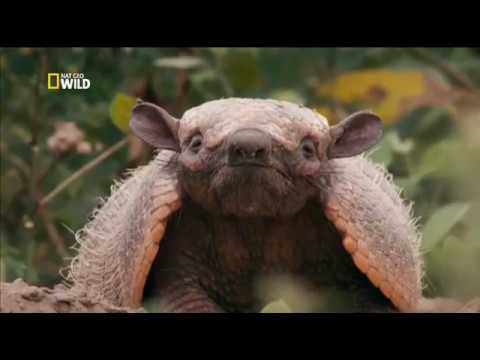 ველური ბრაზილია (2 - Feast of the giant anteater - გიგანტური ჭიანჭველჭამიას ნადიმი)