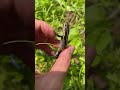 【爬虫類採集プロ】ニホントカゲ捕獲！！！