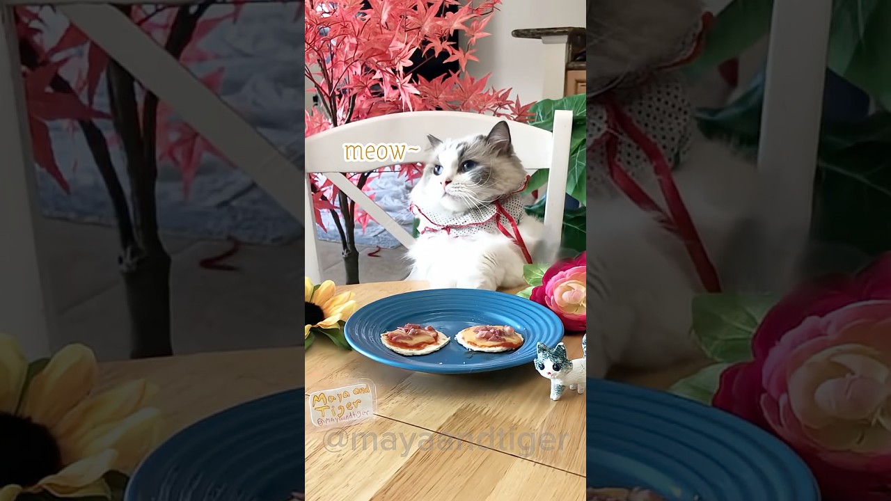 🐾Mini pizza lunch by Cat Chef Maya, Try Me!🍕😸(ASMR)| 
