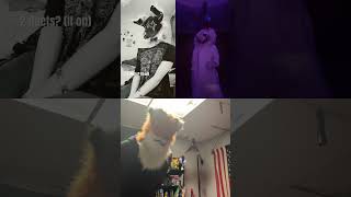 @Mrsmile_furry @AshTheExplorer1 bones apple and teeth #furry #mercenary #duet #horror #