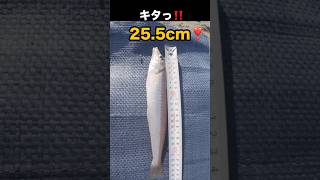 今シーズン最大キタっ❣️