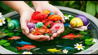 Incredible Catch Colorful Aquarium Snail In Plastic Jar , Fish, Glass Fish, Baby Turtle, Crab, Snail