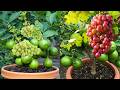 Grow Citrus and Grapes FAST with This One Propagation Secret