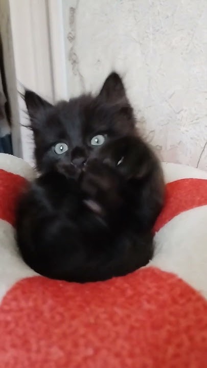#кусака😸😹 - YouTube