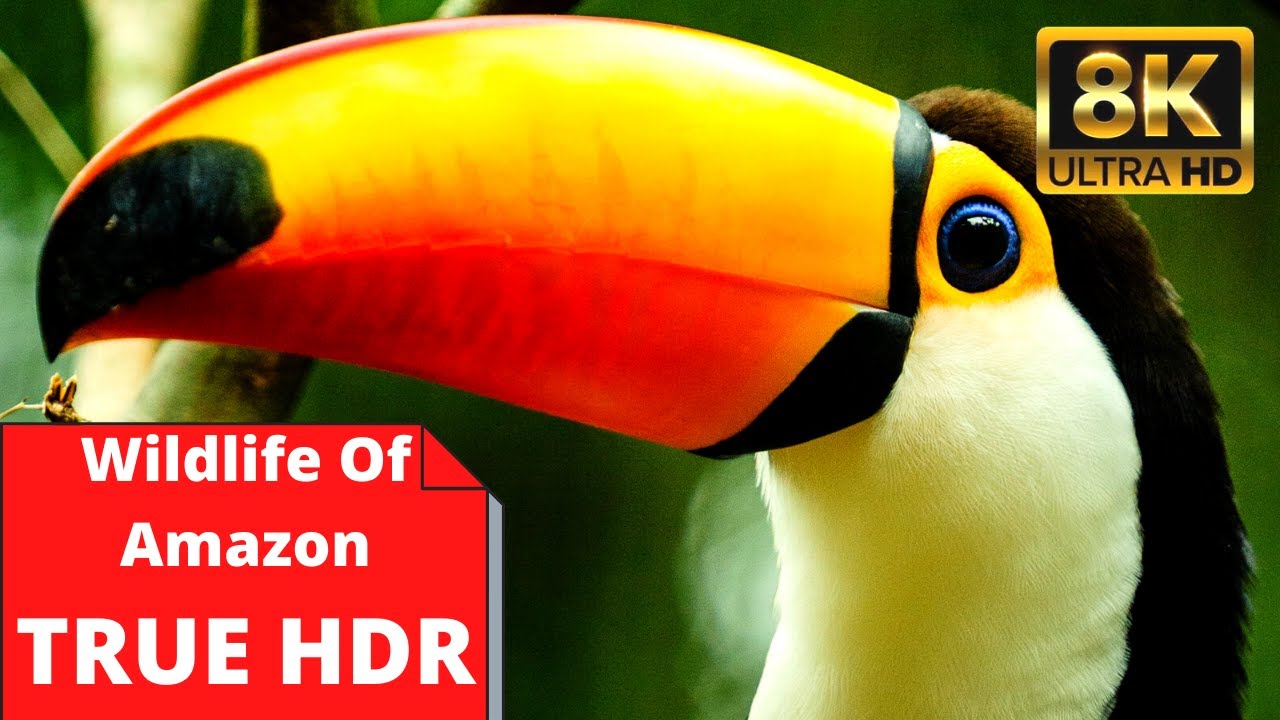 8K Wildlife of Amazon Rainforest Animal life in Amazon Jungle