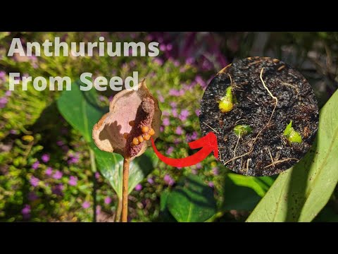 ভিডিও: Anthurium বীজ প্রচার - বীজ থেকে অ্যান্থুরিয়াম প্রচারের জন্য টিপস