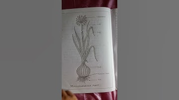 Dicot and Monocot Plants.. Practical notes