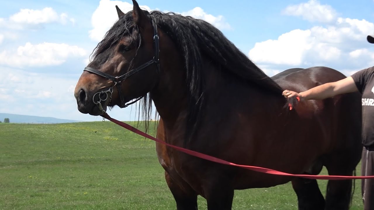 Caii lui Radu Tulai de la Luna, Cluj - 2025 Nou!!!