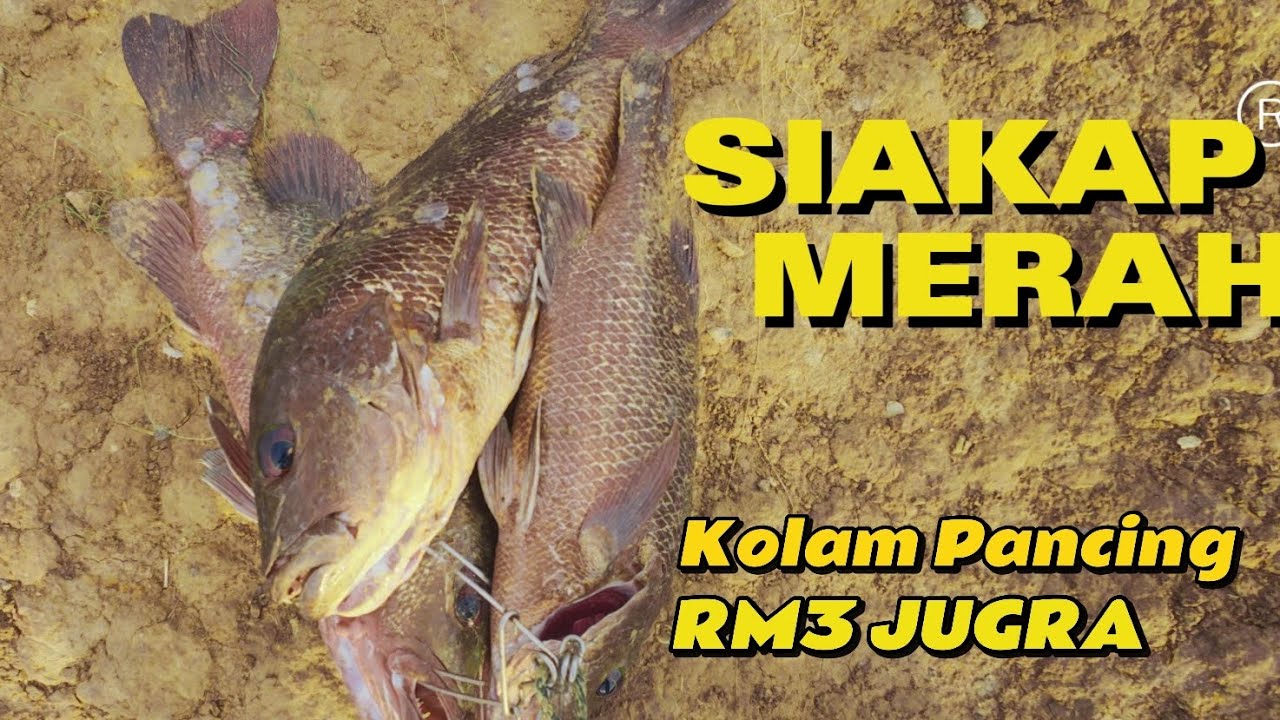 🎣 EP 7 | CARI LAUK DI KOLAM PANCING RM3 JUGRA