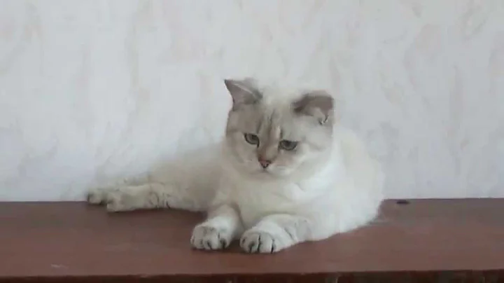 Watch the video about For sale- British young cat, color golden lynx point