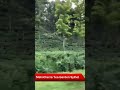 Malnicherra Tea Garden Sylhet@hmedia8296 #youtubeshorts #shorts #viralshorts #shortvideo