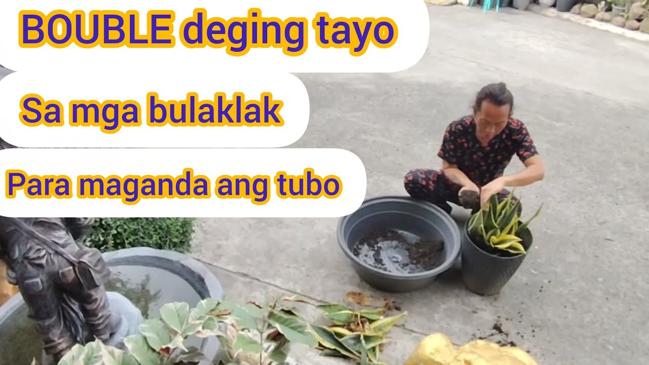 BOUBLE DIGING KO SA MGA BULAKLAK PARA MAGANDA ANG TUBO@aileenkalev5809@mayamiya1892 