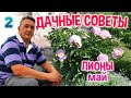 ДАЧНЫЕ СОВЕТЫ - ПИОНЫ 100% ГОТОВЫ К ОБИЛЬНОМУ ЦВЕТЕНИЮ!