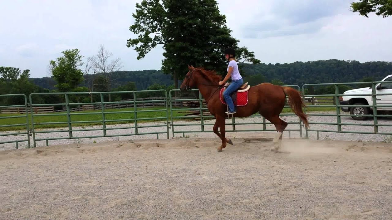 Retired Racehorse Training Project YouTube