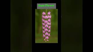 Assam State Symbols #assam #symbols #state #northeastindia #map #national #bird #animals #song