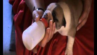 Der english Bulldog Welpe Adonis bekommt Royal Canin Milch aus der Flasche