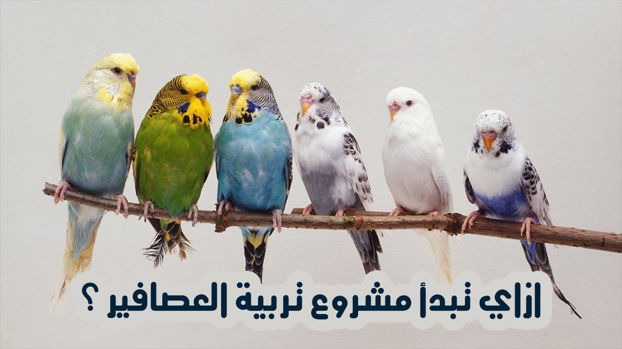 بداية مشروع تربية الطيور