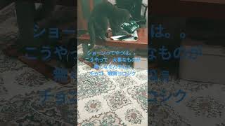 #猫のいる暮らし #保護猫 #shorts