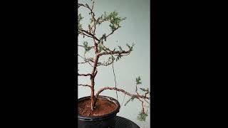 Rate This Juniper Bonsai Restyling 🌲👇 #shorts #gardening