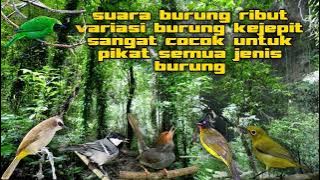 Suara pikat burung ribut terbaru 2022 sangat ampuh untuk segala semua jenis burung