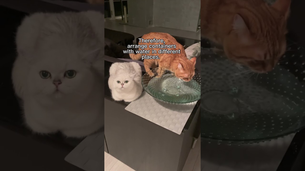 How many bowls of water should a cat have? 