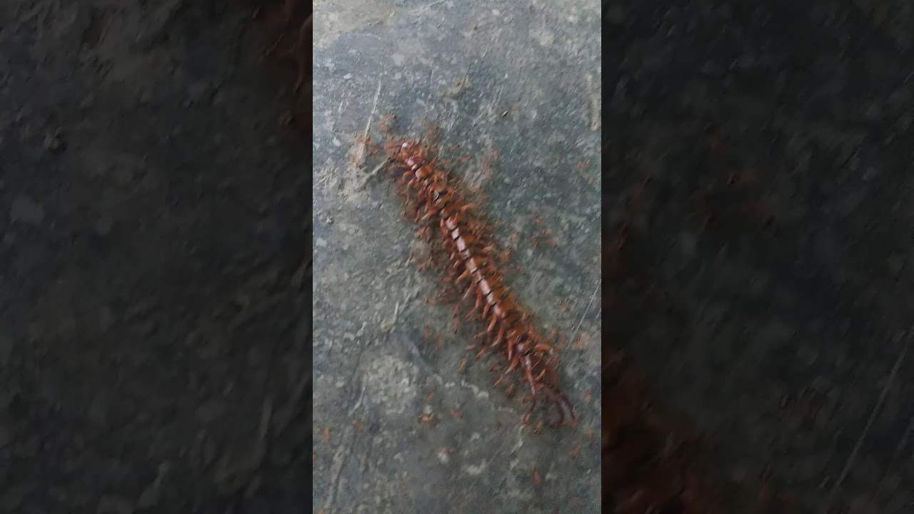 Semut makan lipan kerjasama (test 2) YouTube