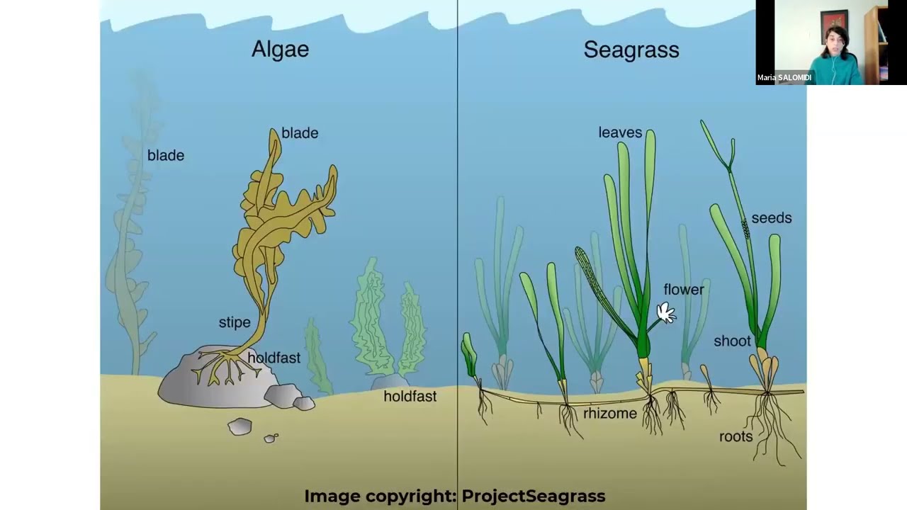 In the Sea | Green Volunteers in the Cyclades Webinar 1/4