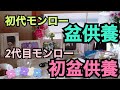 【シーズー】【お盆の準備】初代モンロー