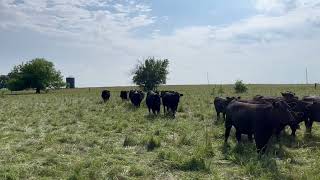 Moving Cattle with Shane - Part 3