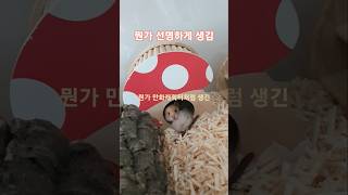 똘망똘망 아기 햄찌 보고 가셔요 🤗 #햄스터키우기 #햄스터일상 #햄찌 #hamsters #hamsterbabys #cuteanimals #반려동물