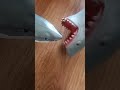 a shark attacking another shark