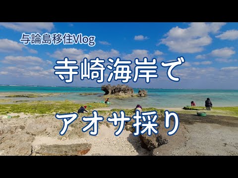 Living on a Small Island Vlog#15; Picking seaweed at Terasaki beach on Yoron Island.