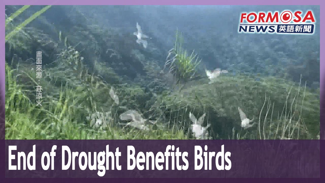 As drought recedes, little egrets return to their home at Sun Moon Lake
