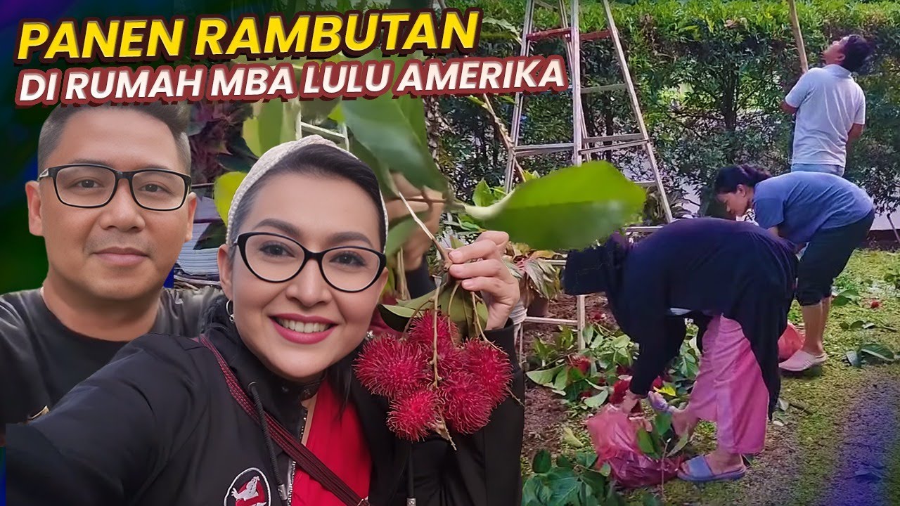 RATNA LISTY DAN PANGLIMA LANGIT PANEN RAMBUTAN DI RUMAH MBA LULU AMERIKA.