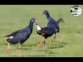 Suara Pikat Mandar Biru Mandar Batu Besar Mantap Mp3 - Mp4 Download