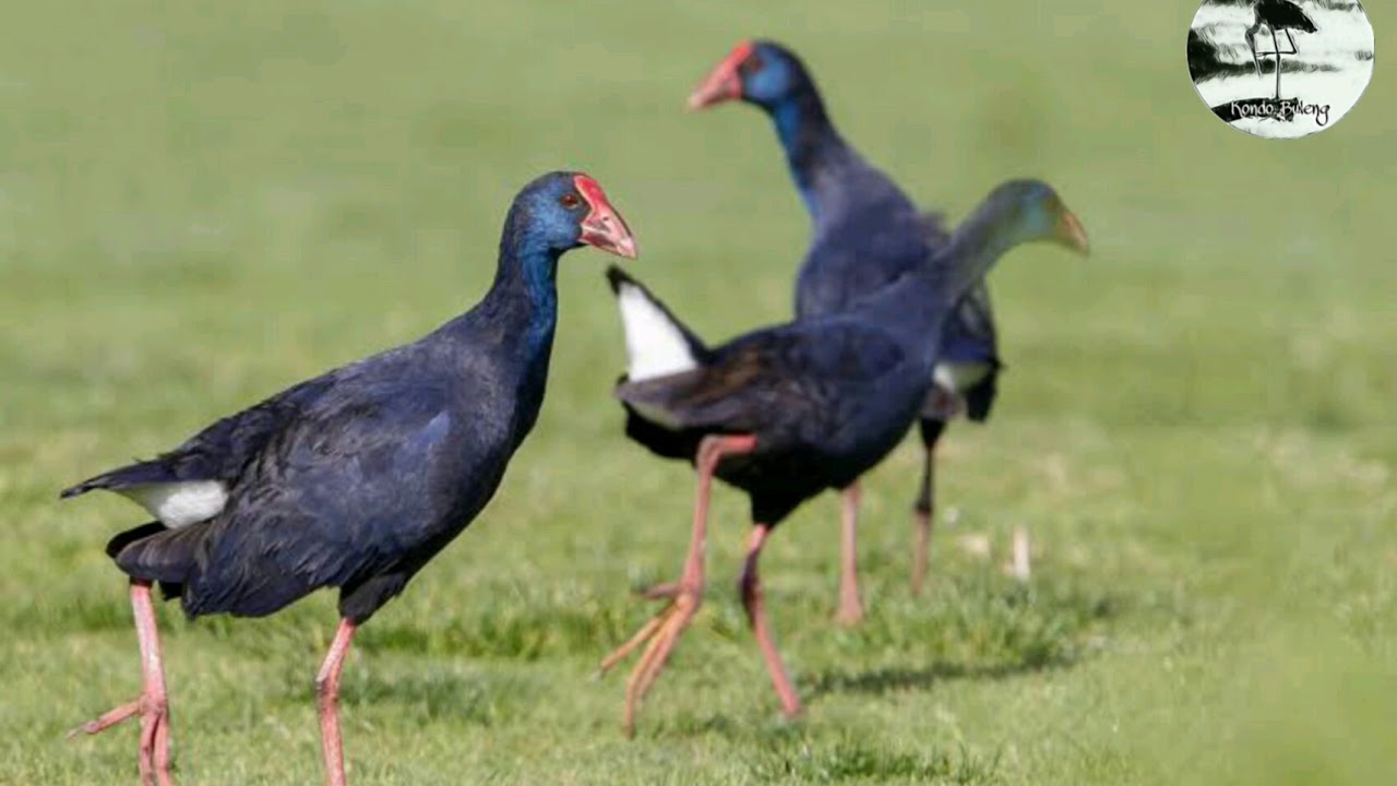 Mp3 Suara Pikat Mandar Biru Mandar Batu Besar Mantap Youtube