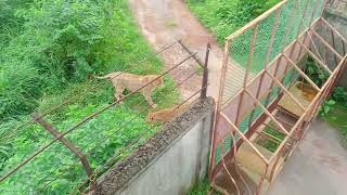 lion Attack animals shorts viral lionfamily bangladesh sylhet gazipur