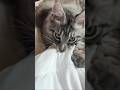 #cat #kitten #cute #pets #funny #fight#mma