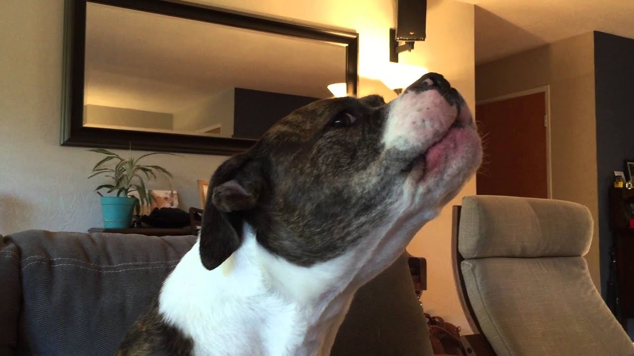 camera iphone 8 plus apk My dog Ema and talent show dog on tv