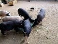 福知山市動物園・豚 の動画、YouTube動画。