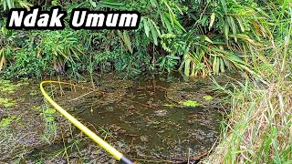 mancing ikan betok di rawa lampung.
