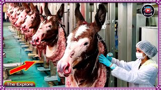 The Journey Of 1000 Donkeys From The Farm To The Most Modern Donkey Meat Processing Factory