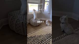 何かが来た！｜PECO #ウエストハイランドホワイトテリア #子犬 #子犬のいる暮らし #westhighlandwhiteterri #westie #puppy #puppylife