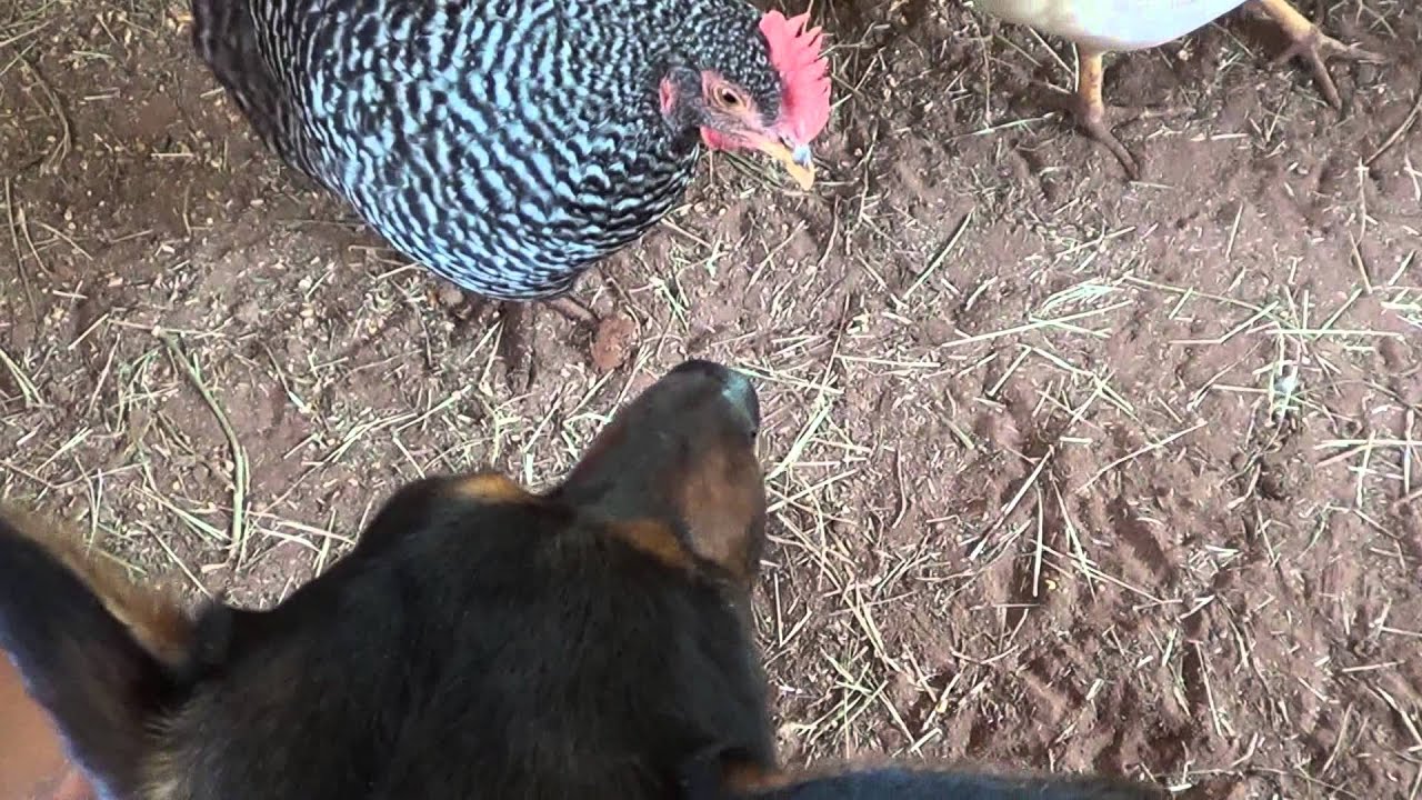 My dog wants to eat chickens YouTube