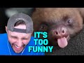 Ssundee just couldnt stand funny animals