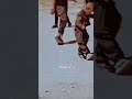 حالات واتس اب اغنية انت تغنيلي عليها عيون حالات واتس اب اغنية انت تغنيلي عليها عيون
